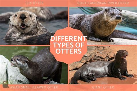 How to Identify a River Otter .